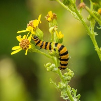 A Caterpillar in Buddha’s Garden